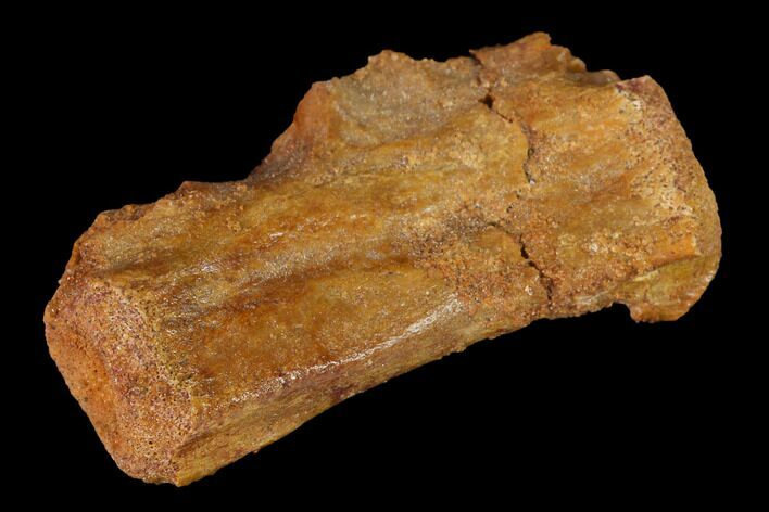 Fossil Dinosaur Caudal Vertebra - Morocco #144822